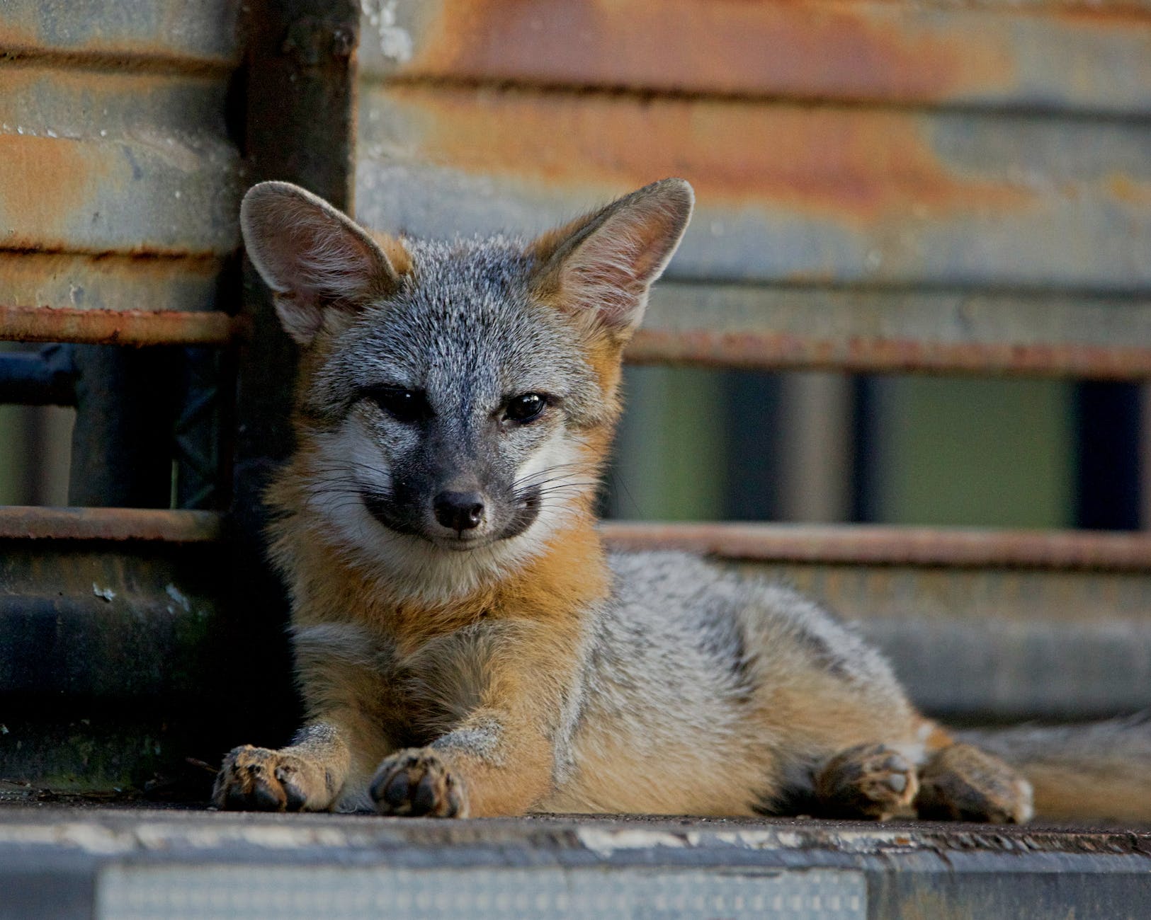 a brown and gray baby fox lying beside rusty wall