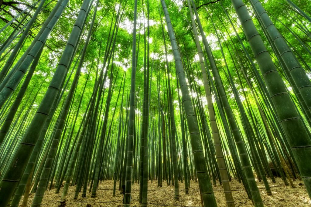 bamboo tree forest on a sunny day